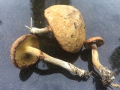Suillus flavidus