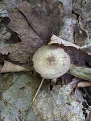 Agaricus leptocaulis