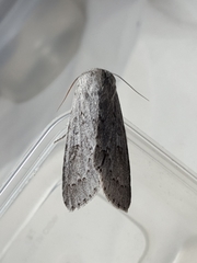 Acronicta americana