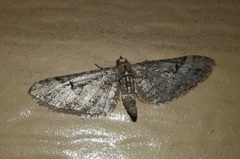 Eupithecia bolterii
