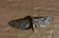 Eupithecia bolterii