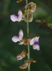 Tephrosia noctiflora