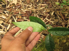 Prunus buxifolia