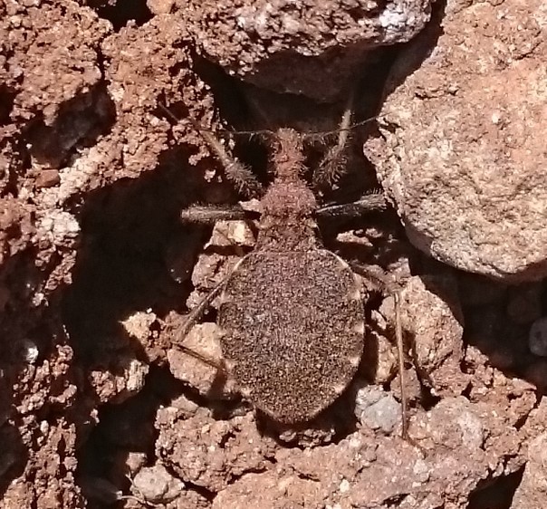 Holotrichius rotundatus
