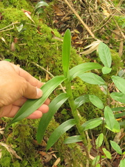 Epidendrum scytocladium