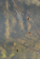 Eubranchipus oregonus