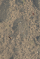 Eubranchipus oregonus