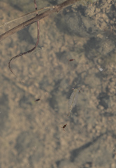 Eubranchipus oregonus