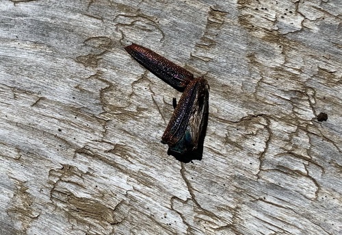 Oxypeltus quadrispinosus