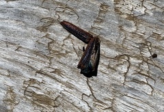 Oxypeltus quadrispinosus