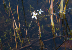 Cardamine penduliflora