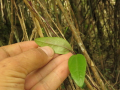 Mikania laurifolia