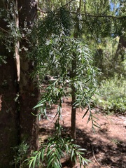 Saxegothaea conspicua