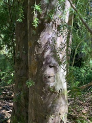 Saxegothaea conspicua