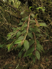 Epidendrum megalospathum