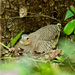 Thicket Tinamou - Photo (c) Juan Bou Riquer, some rights reserved (CC BY-NC-SA), uploaded by Juan Bou Riquer