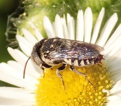 Coelioxys coturnix
