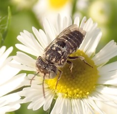 Coelioxys coturnix