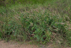 Tephrosia noctiflora