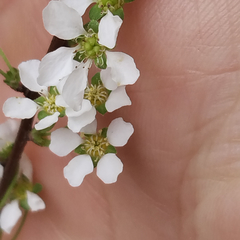Spiraea thunbergii