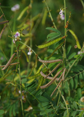 Tephrosia noctiflora
