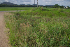 Tephrosia noctiflora