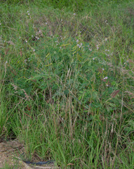 Tephrosia noctiflora