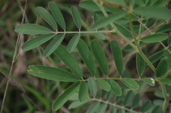 Tephrosia noctiflora
