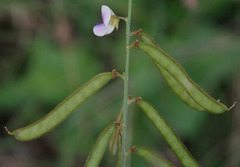 Tephrosia noctiflora