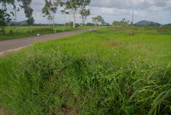 Tephrosia noctiflora