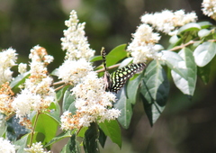 Graphium agamemnon