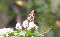 Graphium agamemnon