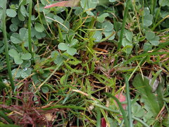 Microseris bigelovii