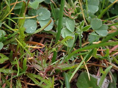 Microseris bigelovii