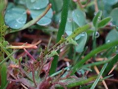 Microseris bigelovii