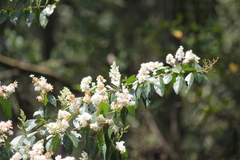 Graphium agamemnon
