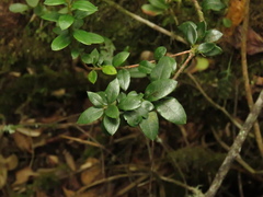 Bejaria resinosa