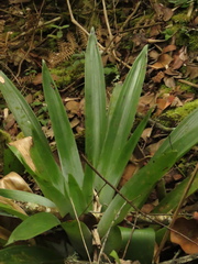 Tillandsia clavigera