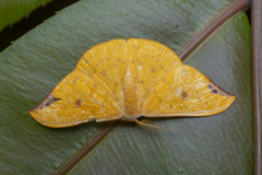 Tridrepana fulvata
