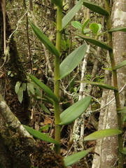 Epidendrum arachnoglossum