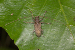 Acalolepta rusticatrix