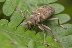 Acalolepta rusticatrix