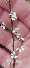 Spiraea thunbergii