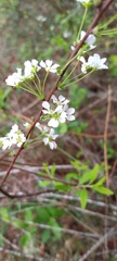 Spiraea thunbergii