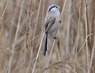 Reed Parrotbill