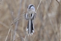 Reed Parrotbill