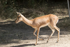 Gazella bennettii