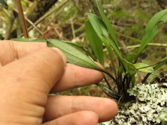 Masdevallia