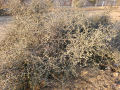 Ziziphus nummularia