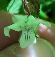 Viola striata